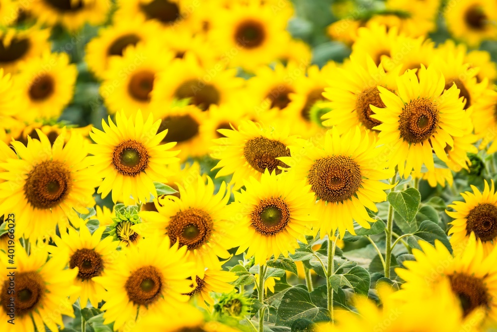 Beautiful blooming sunflower on a background field of sunflowers.Sunflowers have abundant health benefits. Sunflower oil improves skin health and promote cell regeneration.Selective focus