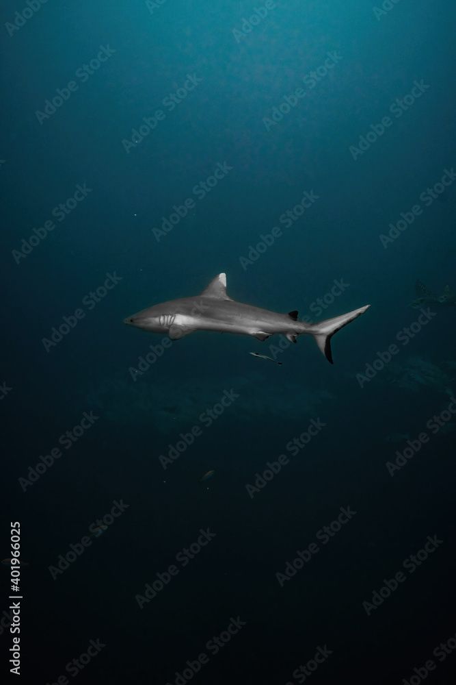 Whitetip reef shark Maldives