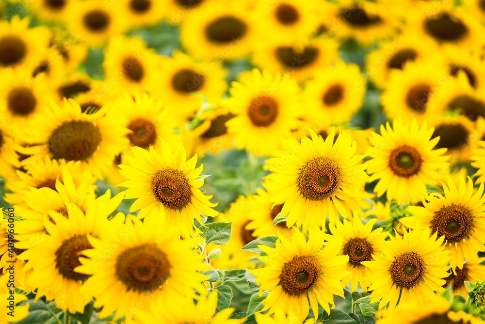 Beautiful blooming sunflower on a background field of sunflowers.Sunflowers have abundant health benefits. Sunflower oil improves skin health and promote cell regeneration.Selective focus Beautiful blooming sunflower on a background field of sunflowers.Sunflowers have abundant health benefits. Sunflower oil improves skin health and promote cell regeneration.Selective focus