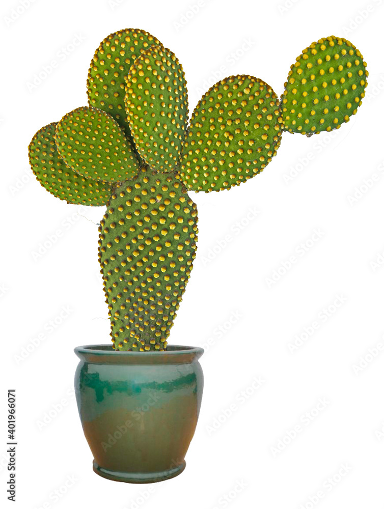 Close up of opuntia cactus in pot Close up of opuntia cactus in pot