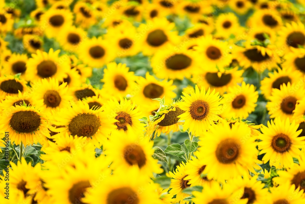 Fototapeta premium Beautiful blooming sunflower on a background field of sunflowers.Sunflowers have abundant health benefits. Sunflower oil improves skin health and promote cell regeneration.Selective focus