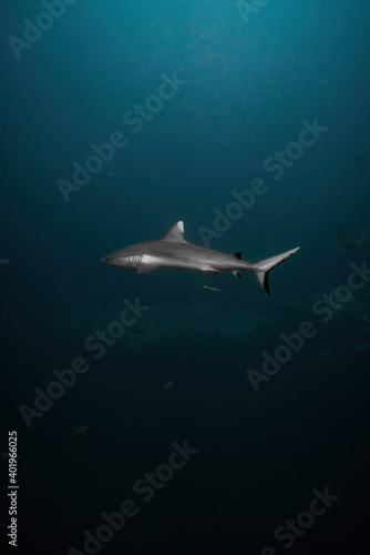 Whitetip reef shark Maldives © Venko