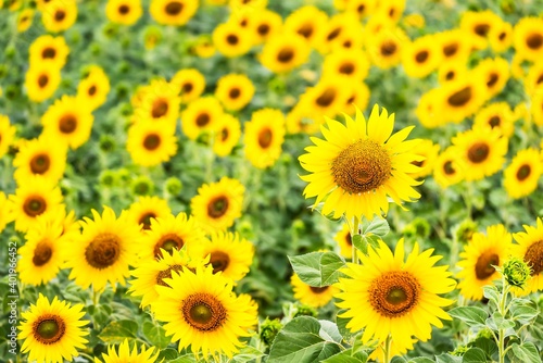 Beautiful blooming sunflower on a background field of sunflowers.Sunflowers have abundant health benefits. Sunflower oil improves skin health and promote cell regeneration.Selective focus