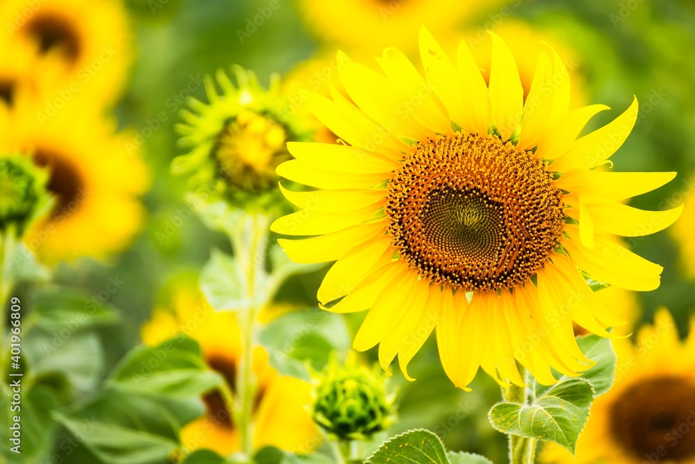 Beautiful blooming sunflower on a background field of sunflowers.Sunflowers have abundant health benefits. Sunflower oil improves skin health and promote cell regeneration.Selective focus Beautiful blooming sunflower on a background field of sunflowers.Sunflowers have abundant health benefits. Sunflower oil improves skin health and promote cell regeneration.Selective focus