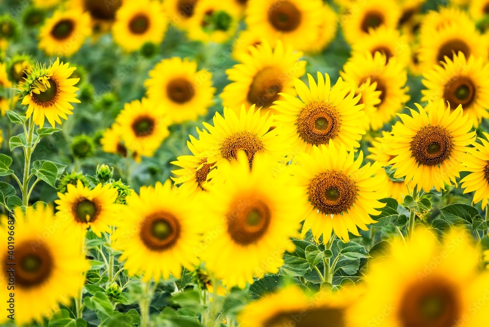 Beautiful blooming sunflower on a background field of sunflowers.Sunflowers have abundant health benefits. Sunflower oil improves skin health and promote cell regeneration.Selective focus Beautiful blooming sunflower on a background field of sunflowers.Sunflowers have abundant health benefits. Sunflower oil improves skin health and promote cell regeneration.Selective focus