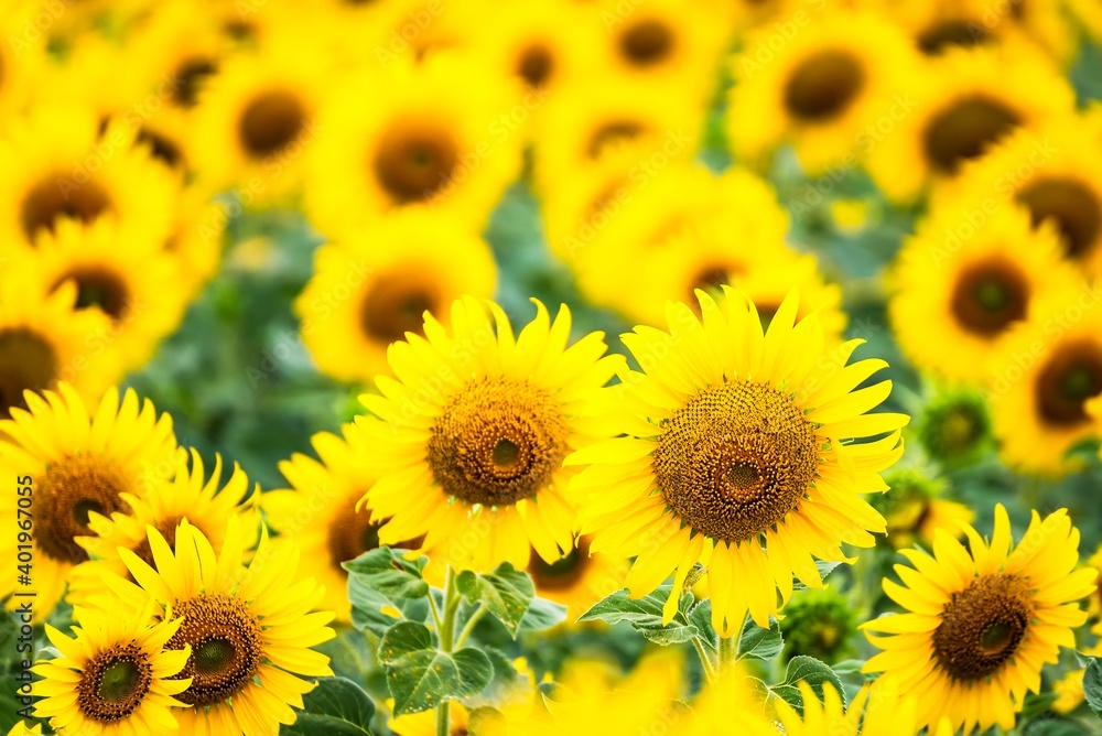 Beautiful blooming sunflower on a background field of sunflowers.Sunflowers have abundant health benefits. Sunflower oil improves skin health and promote cell regeneration.Selective focus Beautiful blooming sunflower on a background field of sunflowers.Sunflowers have abundant health benefits. Sunflower oil improves skin health and promote cell regeneration.Selective focus