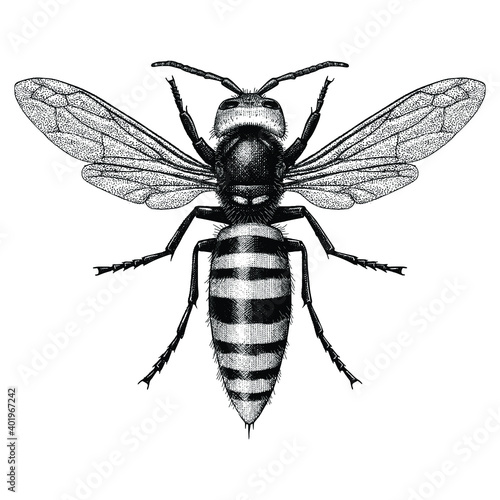 Illustration of a Giant Asian Hornet (Murder Hornet) in a vintage style