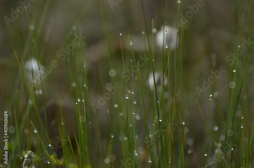 Morning dew on grass