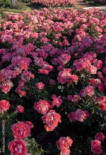 Landscaping and garden design. Spring blooming roses in the park. View of Rosa Jardins de France flower bed flower clusters of fuchsia  pink and white petals blossoming in the garden.