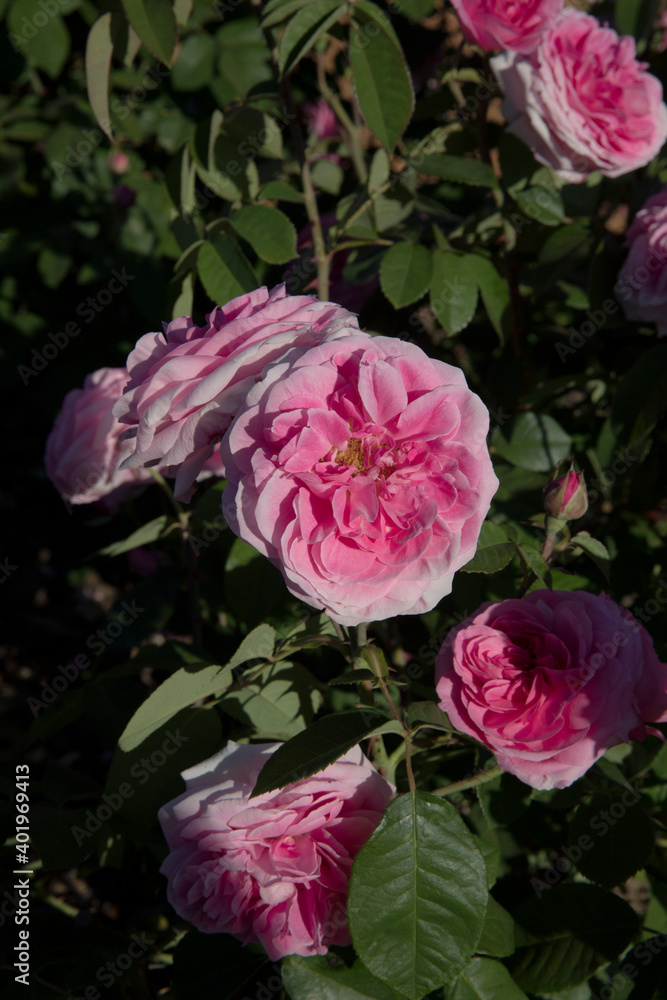 Flowers blooming in the park. Closeup view of Rosa Gertrude Jekyll flowers of pink and white petals, blossoming in the garden. Flowers blooming in the park. Closeup view of Rosa Gertrude Jekyll flowers of pink and white petals, blossoming in the garden.