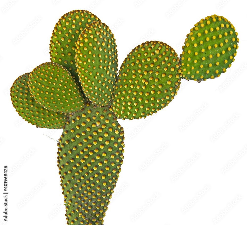 Close up of opuntia cactus Close up of opuntia cactus