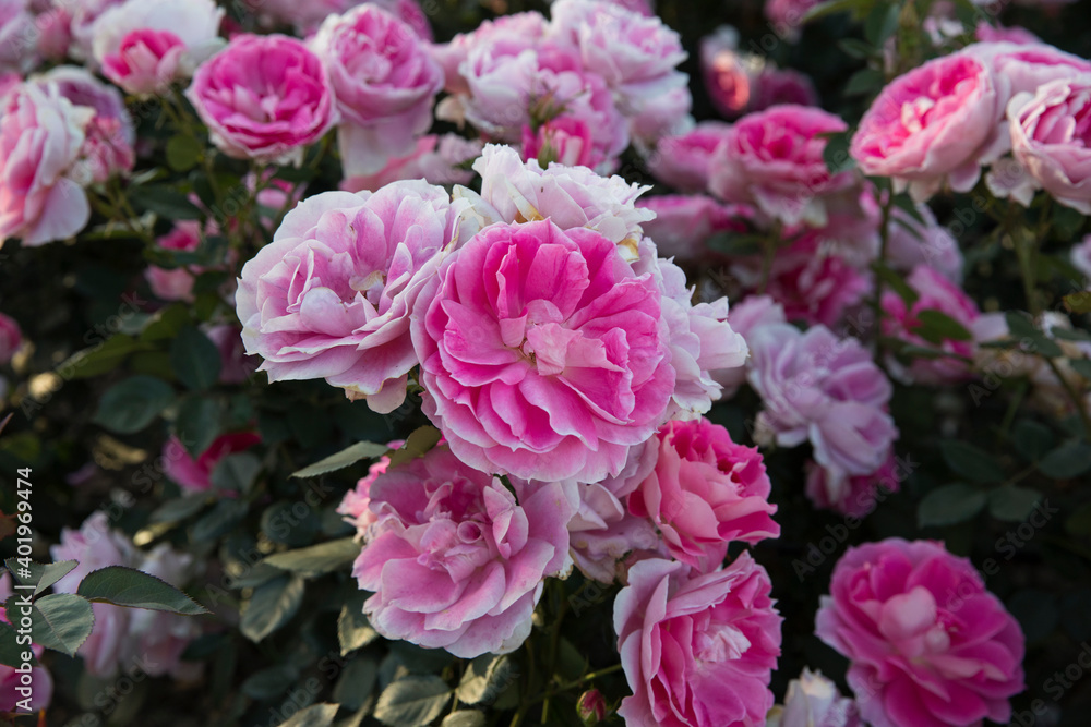 Exotic Floribunda hybrid roses blooming in the park. Closeup view of Rosa Dynastie beautiful flowers of pink, fuchsia and white petals, blossoming in the garden. Exotic Floribunda hybrid roses blooming in the park. Closeup view of Rosa Dynastie beautiful flowers of pink, fuchsia and white petals, blossoming in the garden.