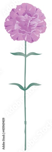 1輪の紫色のカーネーション