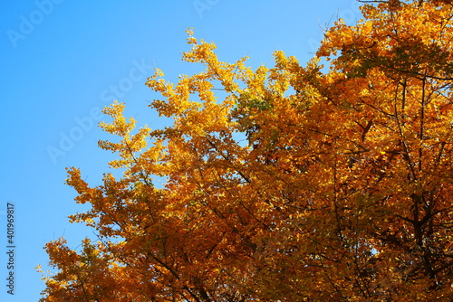 イチョウと青空