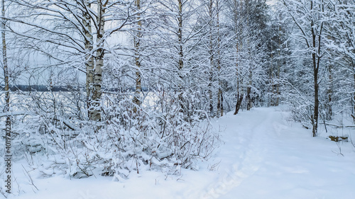 Russia, Karelia, Kostomuksha. The winter road goes between the birches. December 27, 2020. © Людмилa