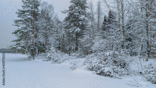 Russia, Karelia, Kostomuksha. Here is a winter forest. December 27, 2020.