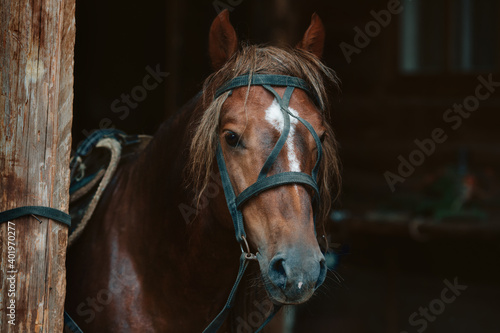 Beautiful face of a horse in harness. Animal theme with space to copy. Summer day outdoors © SerPak