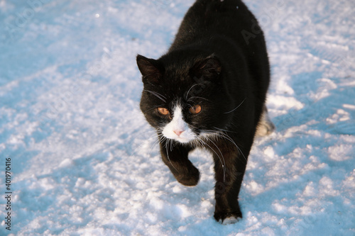 a black cat walks on white snow. A stray animal on the street in winter. The problem of homeless Pets