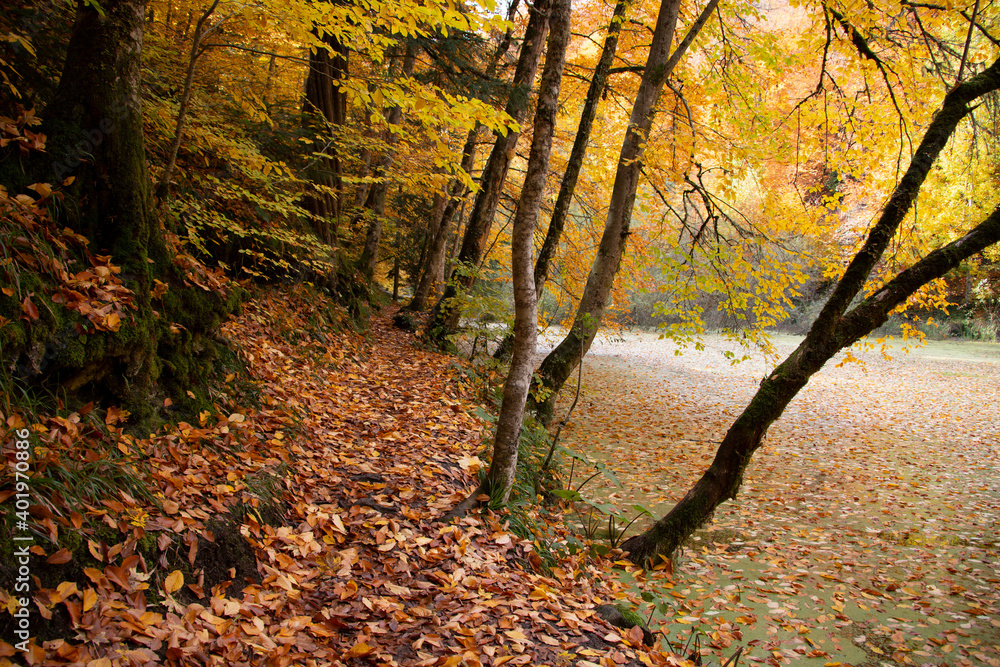 Fototapeta premium Beautiful view of the forest in Bolu Yedigollar, which has surrendered itself to the autumn