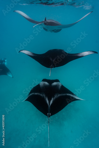  3 Manta rays Hanifaru Maldives © Venko