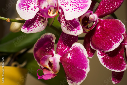 storczyk, kwiaty, fiolet, orchidea, makro