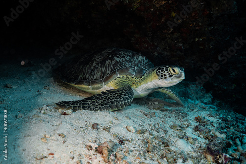 Fototapeta Naklejka Na Ścianę i Meble -  Turtle Maldives resting
