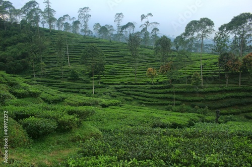 photo of beautiful green tea garden view.