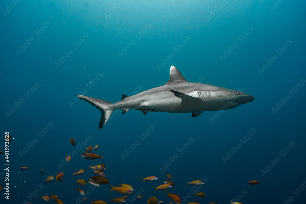 Fototapeta premium Whitetip reef shark Maldives