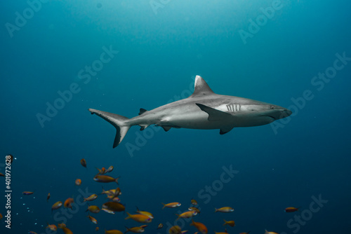 Whitetip reef shark Maldives