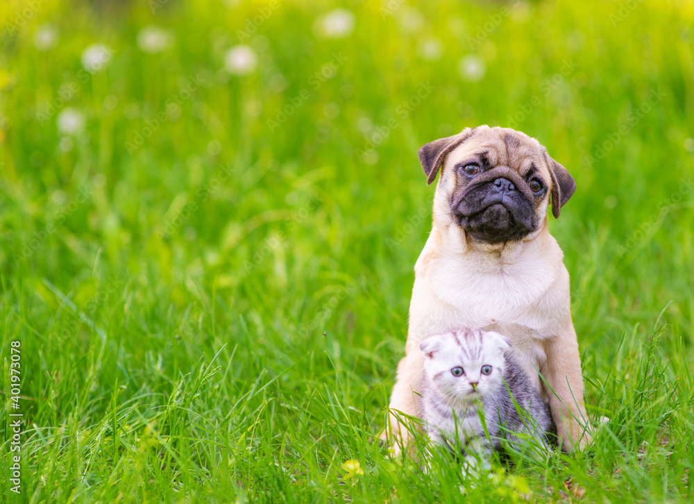 A pug puppy and a Scotland taby kitten sit next to the green grass and looking at camera