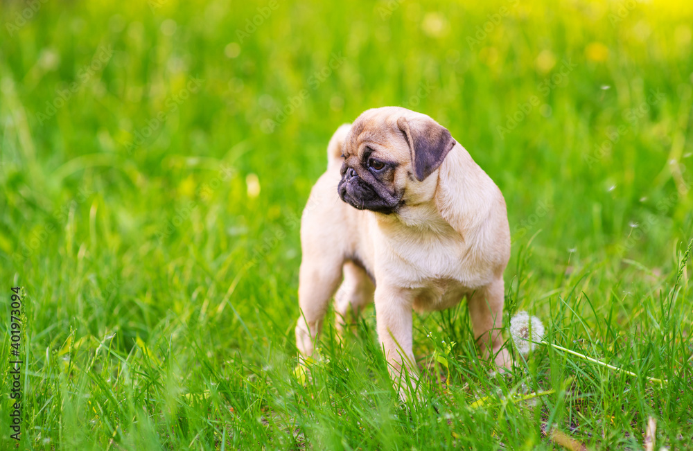 A puppy puppy stands in the park on the grass in the summer