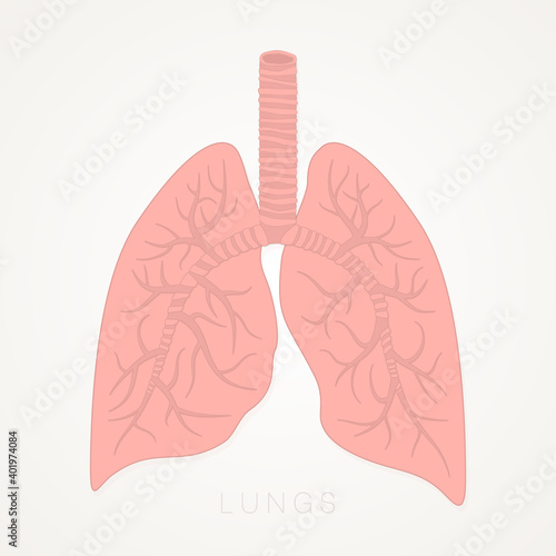 Lungs Human. Internal Organs of the Human. Anatomy, Medicine Concept. Healthcare. Isolated on White Background. Vector Detailed Illustration