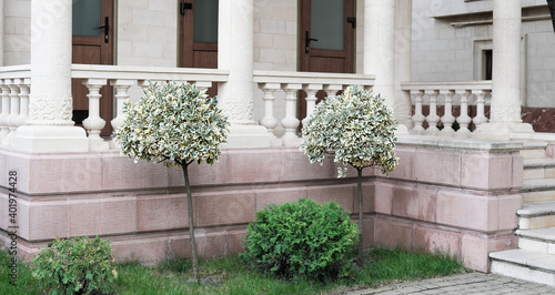  variegated green and white foliage, bushes of Emerald Gaiety or Euonymus fortunei shrub planted in front of the classic style manison. Spindle, Fortune's spindle, winter creeper or wintercreeper. 