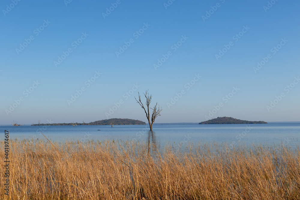 A dead tree in the lake of Kafue National Park