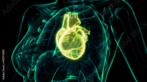 medical 3d illustration, heart troubles x ray image