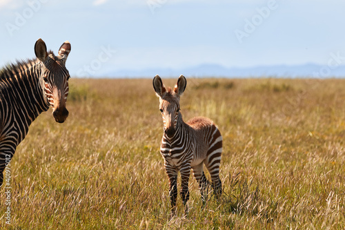 Mother and calf mountain zebra © Lennjo