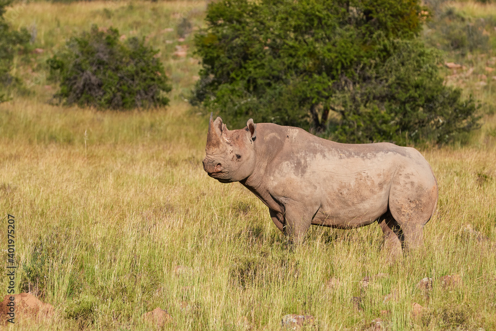 Naklejka premium Black rhino at Mountain Zebra NP