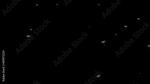 Slow motion of the falling dandelion flower