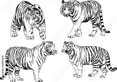 vector drawings sketches different predator   tigers lions cheetahs and leopards are drawn in ink by hand   objects with no background