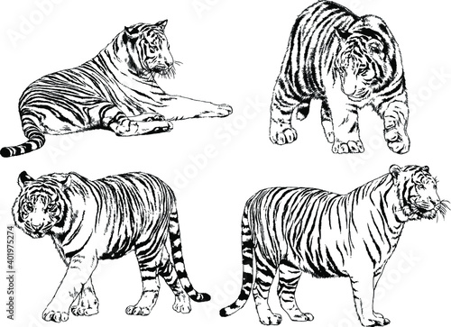 vector drawings sketches different predator   tigers lions cheetahs and leopards are drawn in ink by hand   objects with no background