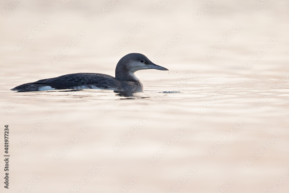 Fototapeta premium A black-throated loon swimming in the setting sun in the Netherlands. 