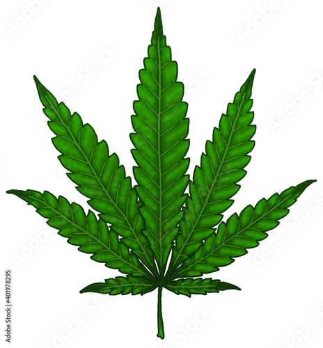 isolated cannabis leaf illustration. Vector hand drawing green picture of marijuana. Cannabis sativa indica leaf 