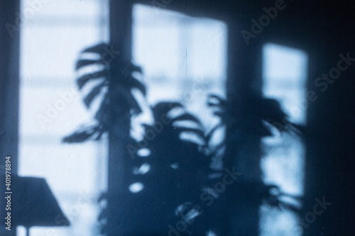 cień rośliny