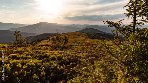 Fototapeta Naklejka Na Ścianę i Meble -  Letni wieczór na Bukowym Berdzie, Bieszczady, Polska