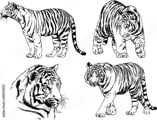 vector drawings sketches different predator   tigers lions cheetahs and leopards are drawn in ink by hand   objects with no background