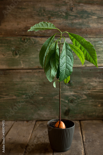 Seed avocado plant on a wooden background.