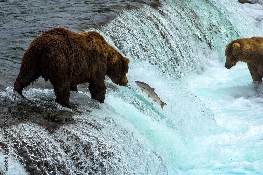 Grizzly Bears Alaska Grizzly Bears Alaska