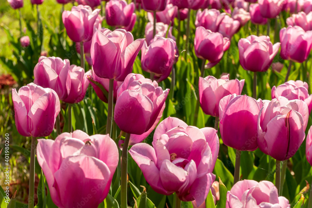 Fototapeta premium Gardening tips. Growing flowers. Growing bulb plants. Enjoying nature. Soil for growing flowers.