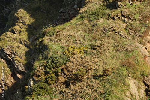Vegetation on the cliffside of Heddon Valley in North Devon