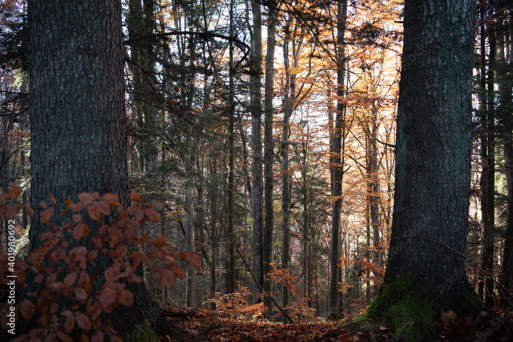 autumn forest trees